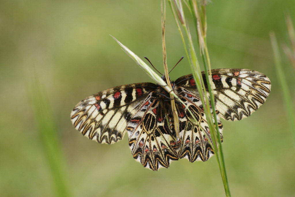 14-Zerynthia polyxena-S.Giovanni Nat.50m-20140427-fertig