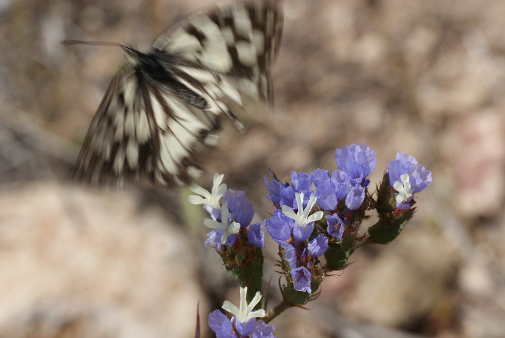 U6-Melanargia ines-Andalusien.Mai 2012-fertig